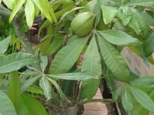 多肉植物夏季养护到底怎么做