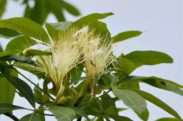 多肉植物夏季养护到底怎么做