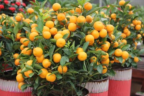 此盆栽好看吉祥，果期长易养护，还能食用，春节种一盆，热闹喜庆