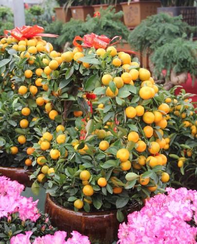 此盆栽好看吉祥，果期长易养护，还能食用，春节种一盆，热闹喜庆