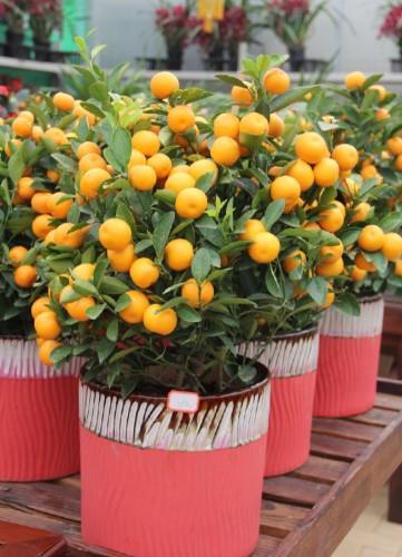 此盆栽好看吉祥，果期长易养护，还能食用，春节种一盆，热闹喜庆