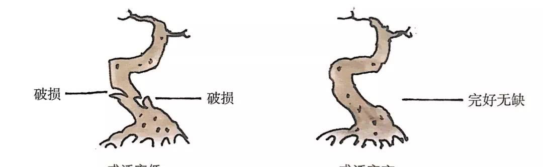 听台长说找盆景素材的三条途径，途径三：市场选购慧眼识桩
