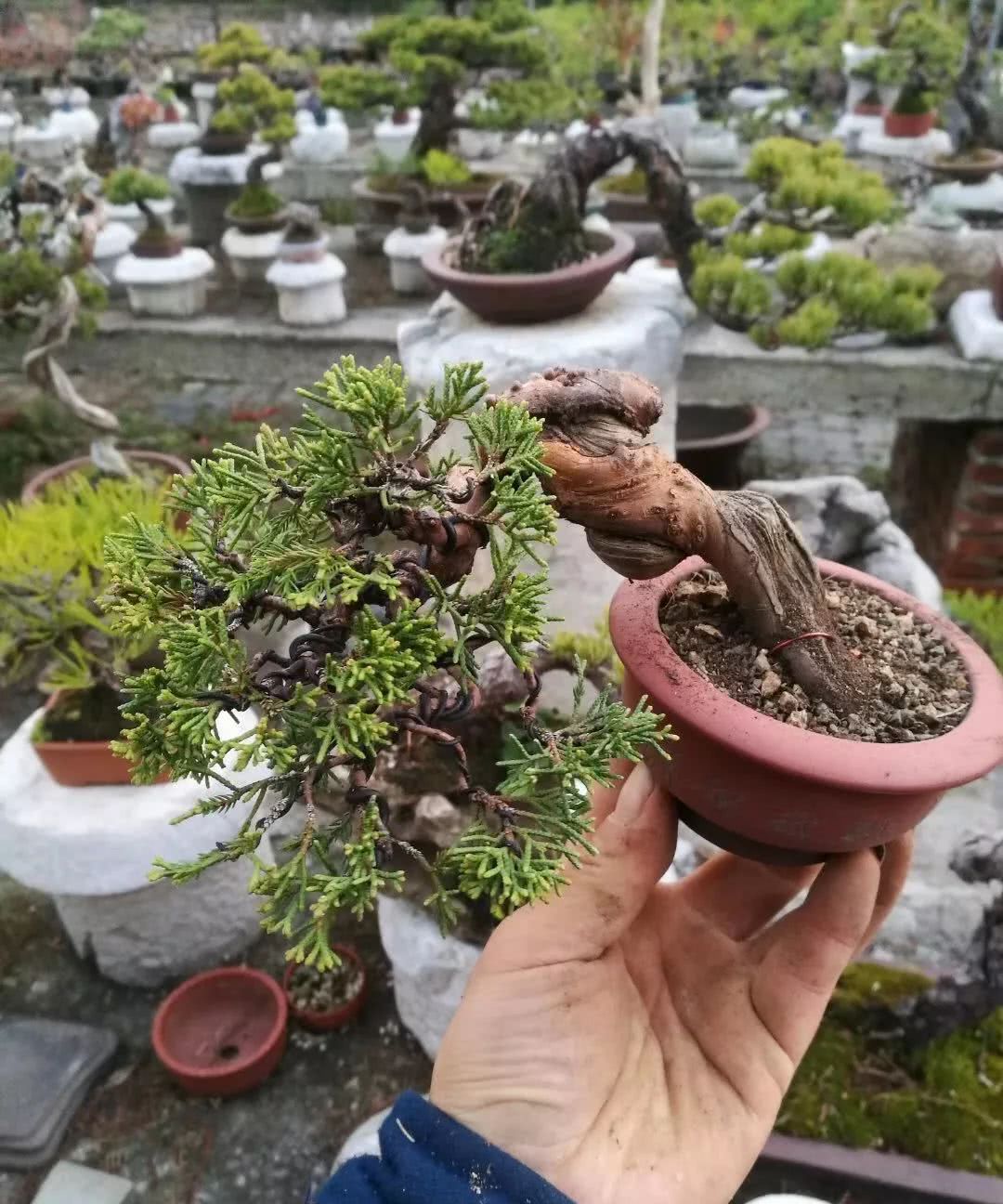 听台长说找盆景素材的三条途径，途径三：市场选购慧眼识桩