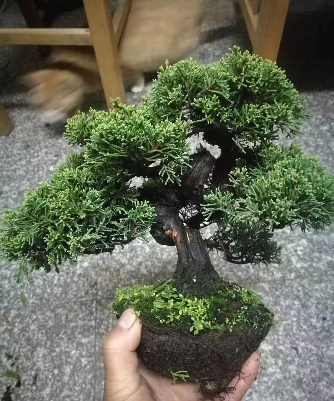 听台长说找盆景素材的三条途径，途径三：市场选购慧眼识桩