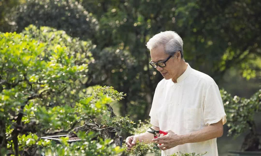 听台长说找盆景素材的三条途径，途径三：市场选购慧眼识桩