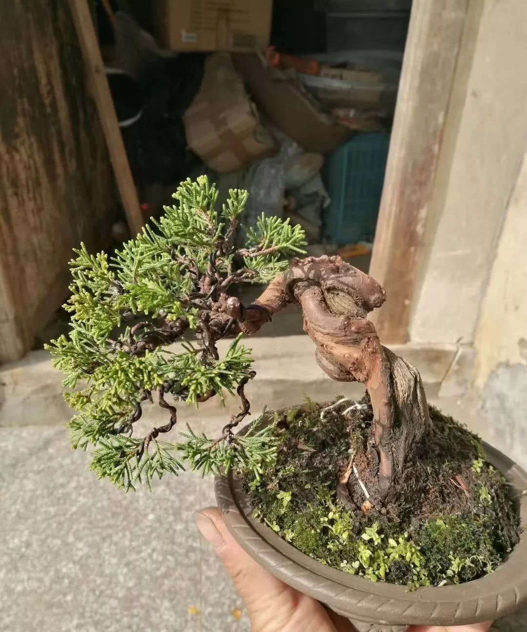 听台长说找盆景素材的三条途径，途径三：市场选购慧眼识桩