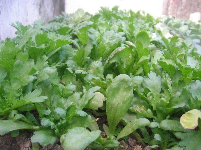 冬天阳台就种这三种菜，一盆能吃好几茬，长得像花，比盆景还漂亮