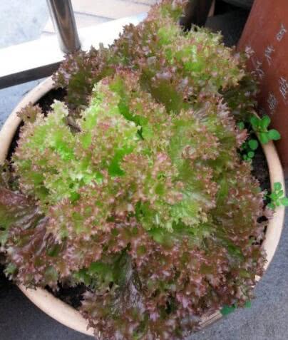 冬天阳台就种这三种菜，一盆能吃好几茬，长得像花，比盆景还漂亮