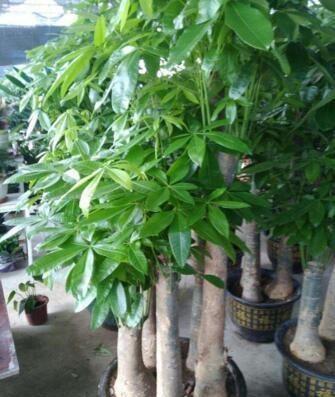 取点“黄豆”简单一处理，给发财树盆里埋10粒，枝繁叶茂
