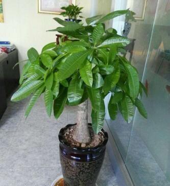 取点“黄豆”简单一处理，给发财树盆里埋10粒，枝繁叶茂
