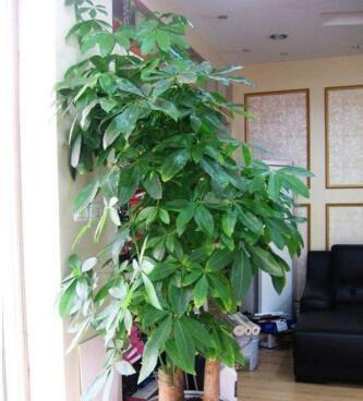 取点“黄豆”简单一处理，给发财树盆里埋10粒，枝繁叶茂
