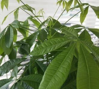 取点“黄豆”简单一处理，给发财树盆里埋10粒，枝繁叶茂