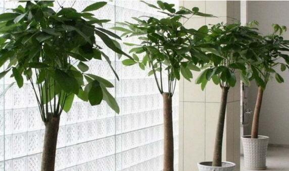 取点“黄豆”简单一处理，给发财树盆里埋10粒，枝繁叶茂