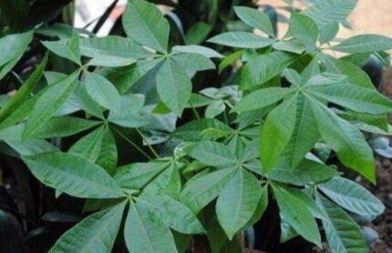取点“黄豆”简单一处理，给发财树盆里埋10粒，枝繁叶茂
