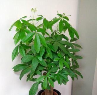 取点“黄豆”简单一处理，给发财树盆里埋10粒，枝繁叶茂