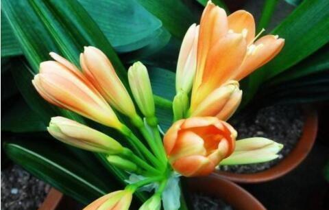 给君子兰上盆时，抓把“花生”炒一炒，砸碎掺土里
