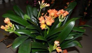 给君子兰上盆时，抓把“花生”炒一炒，砸碎掺土里