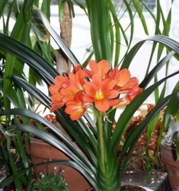 给君子兰上盆时，抓把“花生”炒一炒，砸碎掺土里