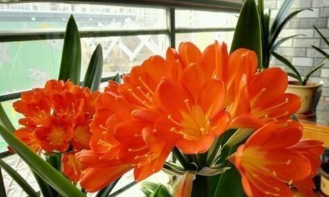 给君子兰上盆时，抓把“花生”炒一炒，砸碎掺土里