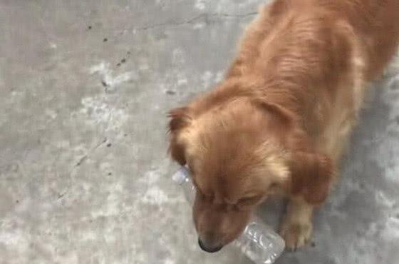 金毛极其懂事，为了补贴家用减轻主人负担，大清早就出门捡废品