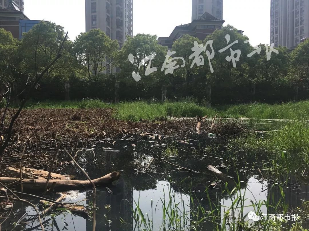 速看！南昌这条河一公里内竟是污泥遍地水发黑、连路灯护栏都没有……