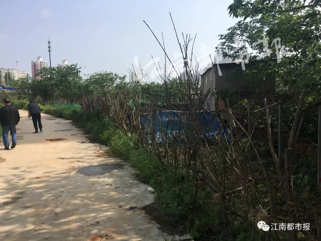 速看！南昌这条河一公里内竟是污泥遍地水发黑、连路灯护栏都没有……