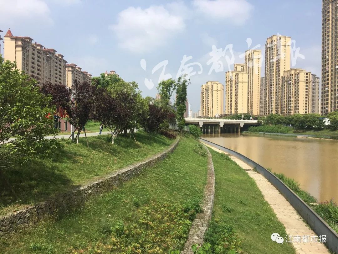 速看！南昌这条河一公里内竟是污泥遍地水发黑、连路灯护栏都没有……