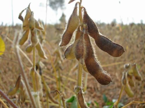 俄罗斯销往中国的大豆有望提高到200万吨每年，是去年的2倍多