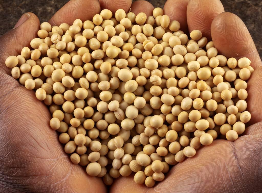 俄罗斯销往中国的大豆有望提高到200万吨每年，是去年的2倍多