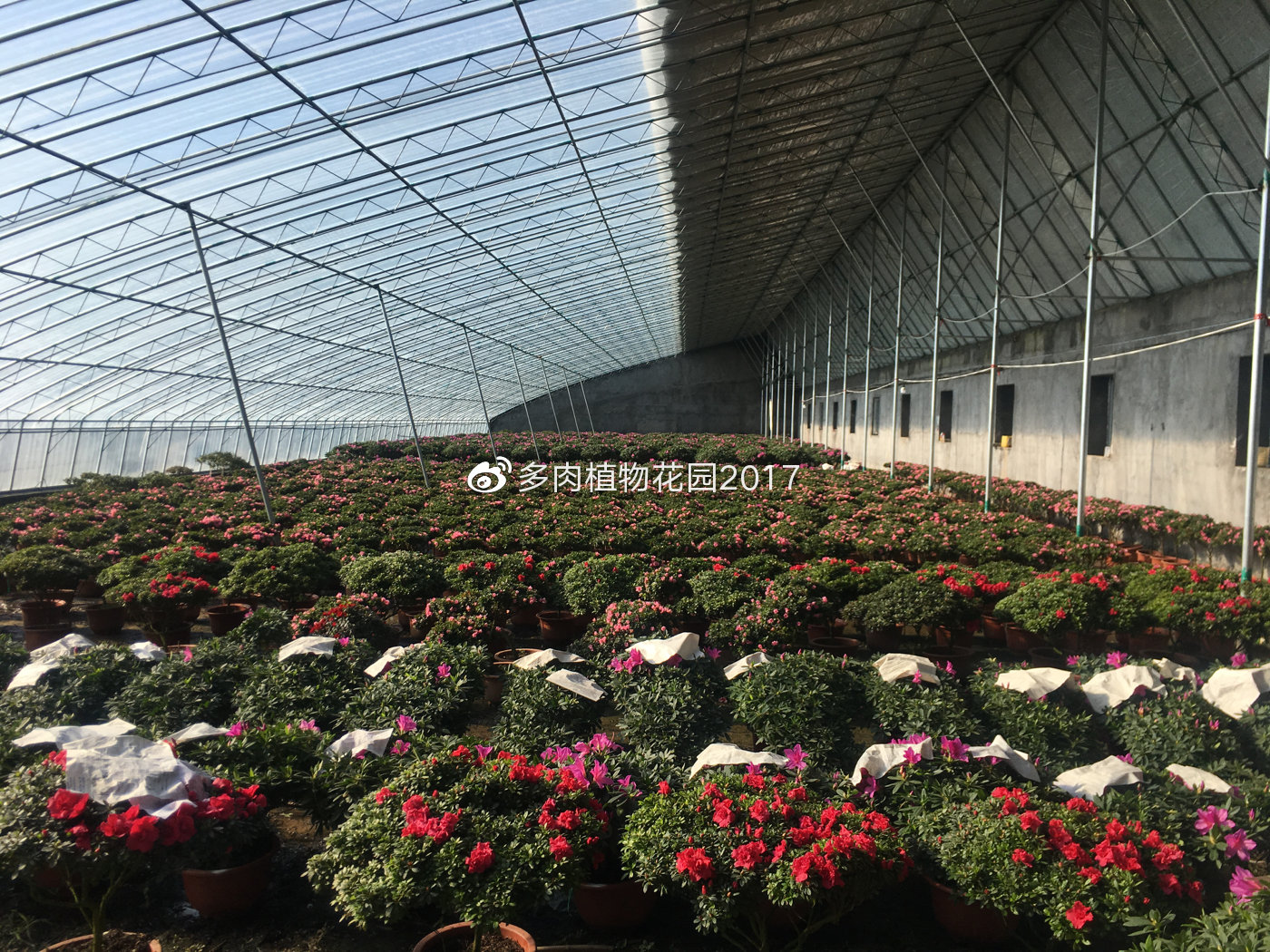 这样做，在北方干燥的地区也能让杜鹃花开花不断