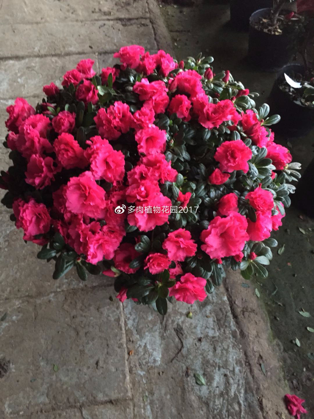 这样做，在北方干燥的地区也能让杜鹃花开花不断