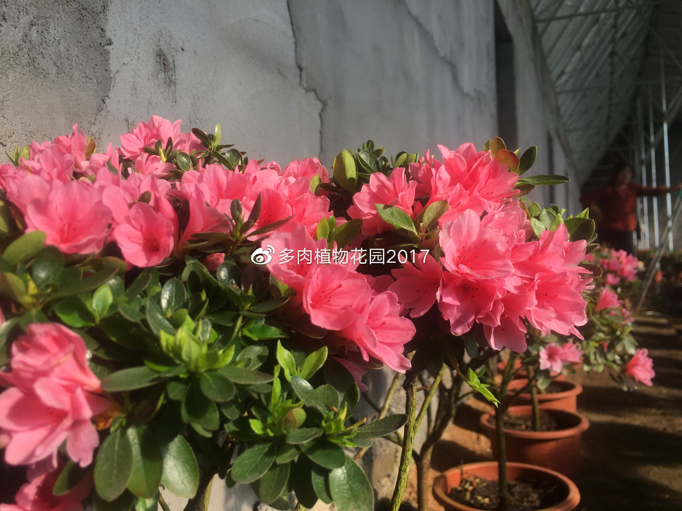 这样做，在北方干燥的地区也能让杜鹃花开花不断