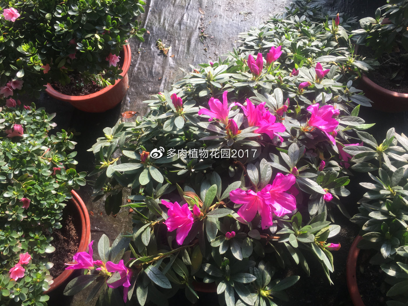 这样做，在北方干燥的地区也能让杜鹃花开花不断