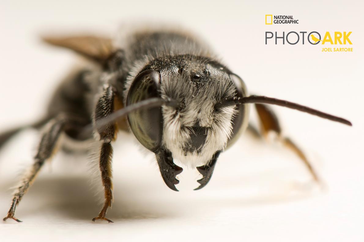 野生蜜蜂竟然用塑料筑巢!