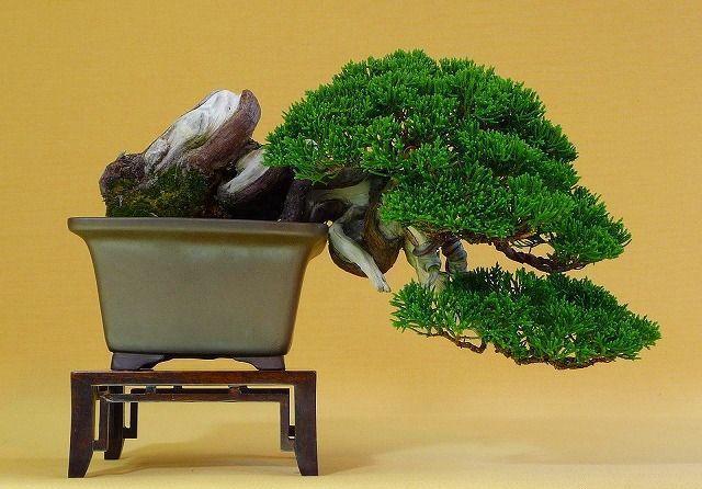 盆景为何价值高？全在“造型”上，注意这几点你也是大师