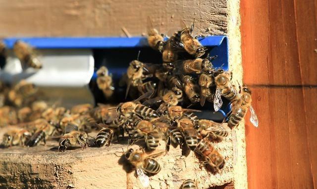 蜜蜂分蜂后，工蜂弃王回原巢怎么办？3种方法解决