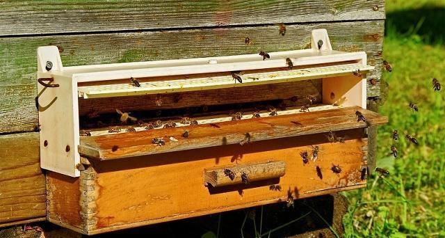 蜜蜂分蜂后，工蜂弃王回原巢怎么办？3种方法解决