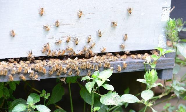 蜜蜂分蜂后，工蜂弃王回原巢怎么办？3种方法解决