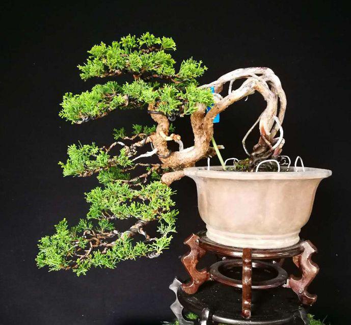 盆景时光，品悟在意境上的自然之美，欣赏富有艺术气息盆景作品