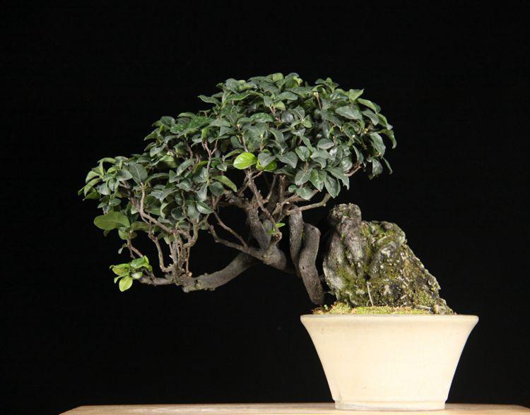 盆景时光，品悟在意境上的自然之美，欣赏富有艺术气息盆景作品