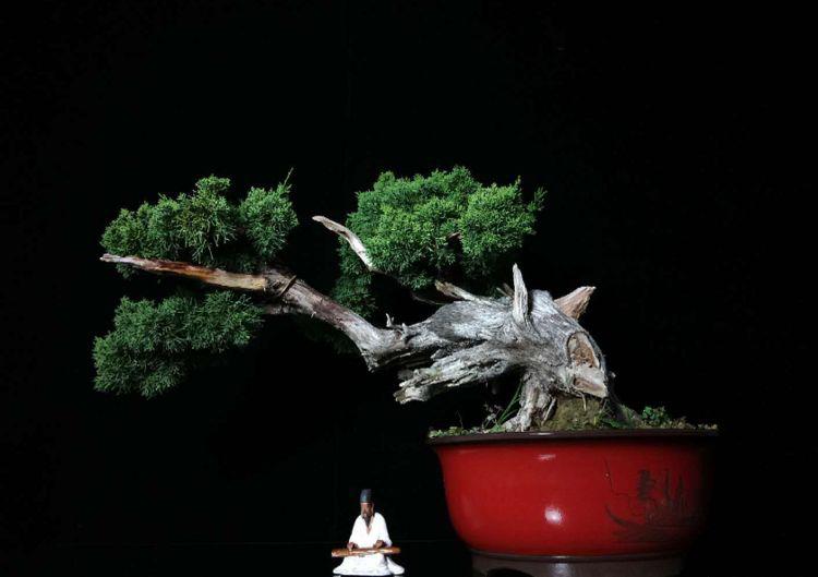 盆景时光，品悟在意境上的自然之美，欣赏富有艺术气息盆景作品