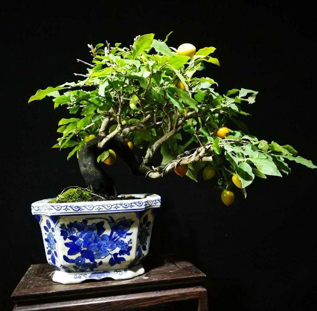 盆景时光，品悟在意境上的自然之美，欣赏富有艺术气息盆景作品