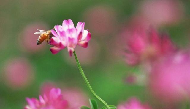 下雨天蜜蜂还出去采蜜，是蜂群内出现什么情况了吗