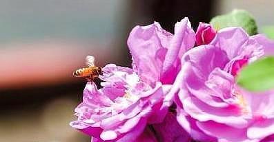 下雨天蜜蜂还出去采蜜，是蜂群内出现什么情况了吗