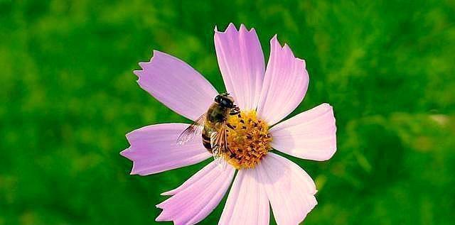 下雨天蜜蜂还出去采蜜，是蜂群内出现什么情况了吗