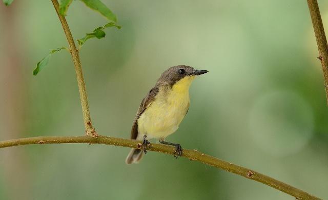 如何预防小鸟吃蜜蜂，老蜂农：用这3种方法预防