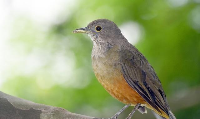 如何预防小鸟吃蜜蜂，老蜂农：用这3种方法预防