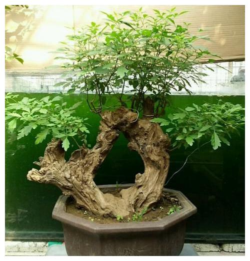 栽种盆景修剪很重要，一般黄荆盆景要如何修剪？