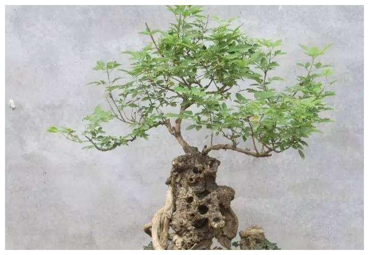 栽种盆景修剪很重要，一般黄荆盆景要如何修剪？