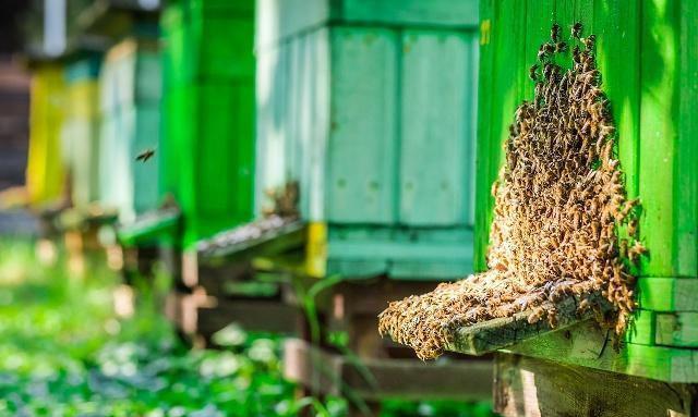 锅里有蜜蜂安家是什么情况？养蜂师傅这样解释